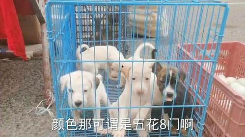 国产与狗在线视频,在线视频盛宴